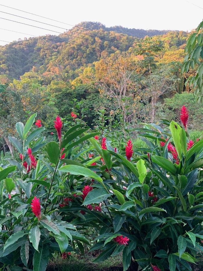 Jungle Home With King Beds -5 Minutes From The Beach Увита Экстерьер фото